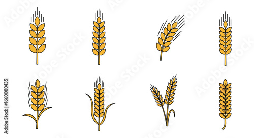 A collection of different wheat ears with yellow grains and green stems