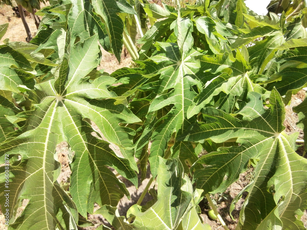 Naklejka premium Papaya