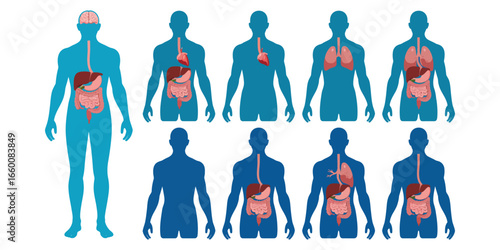 Illustration of human body silhouettes with highlighted digestive organs, showing anatomy and stages of the digestive system for educational use