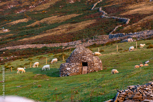 Rural landscape with sheep, beehive huts in Glanfahan, Dingle, Co. Kerry