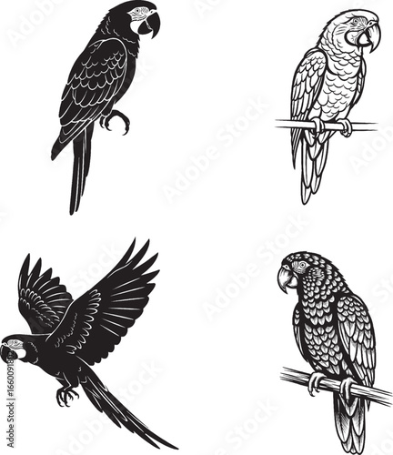 Wallpaper Mural Parrot Silhouette Set – Diverse Poses in Black and White Vector Style Torontodigital.ca