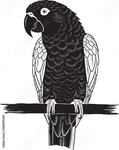 Wallpaper Mural Realistic Parrot Illustration on Branch – Black and White Vector Art Torontodigital.ca