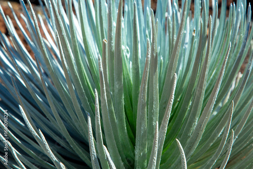 Close-up of silver-green spiky leaves of a succulent, silversword, in sunlight. Haleakala national park, Maui, Hawaii