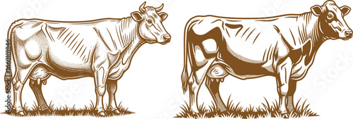 Dairy Cow Engraving Vector Set – Vintage Farm Cattle Illustrations