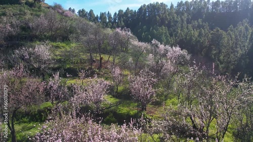 Aerial of spring blooming almond trees in small mountain village on La Palma island Canary