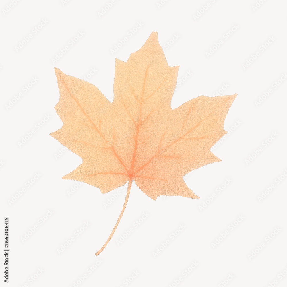 Obraz premium Delicate autumn maple leaf illustration.