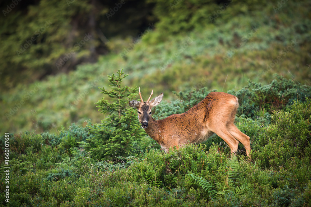Fototapeta premium a roe buck yearling on a mountain meadow with juniper and blueberries, at a sunny summer morning