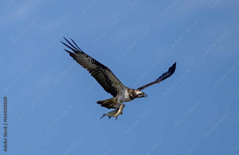 Fototapeta premium Osprey (Pandion haliaetus) flying with prey (fish) against blue sky, in southern Sweden.