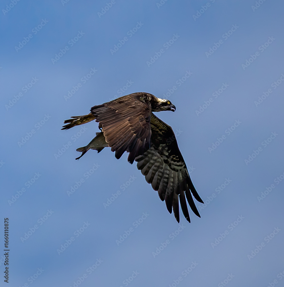 Fototapeta premium Osprey (Pandion haliaetus) flying with prey (fish) against blue sky, in southern Sweden.
