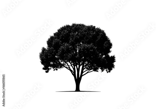 Vector art of silhouette of a large, mature tree with a full canopy of leaves, isolated on a, symbolizing nature and growth