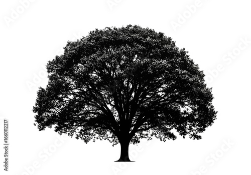 Vector art of a large, mature oak tree in silhouette, isolated on a, displaying its full canopy of leaves and strong branching structure, symbolizing strength and nature