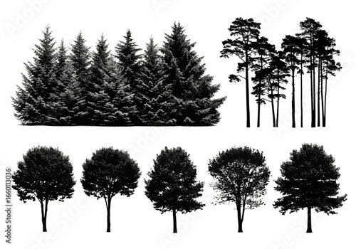 Vector art of a collection of tree silhouettes, including a dense group of conifers and several individual deciduous trees, isolated on a