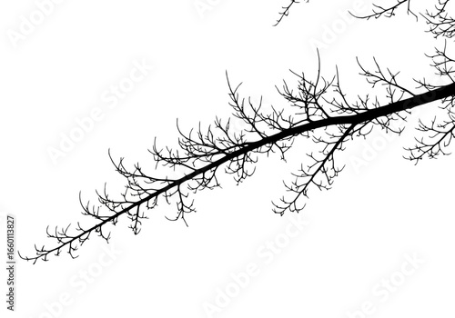 Vector art of bare tree branch silhouette