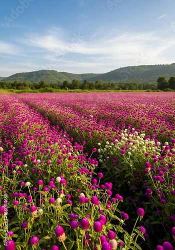 Vibrant Globe Amaranth Flower Field Landscape.