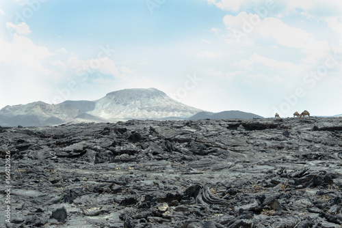 Camels walking on lava field in harrat khaybar volcanic area, Saudi Arabia