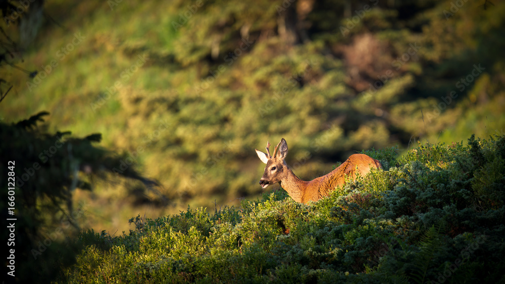 Obraz premium a roe buck yearling on a mountain meadow with juniper and blueberries, at a sunny summer morning