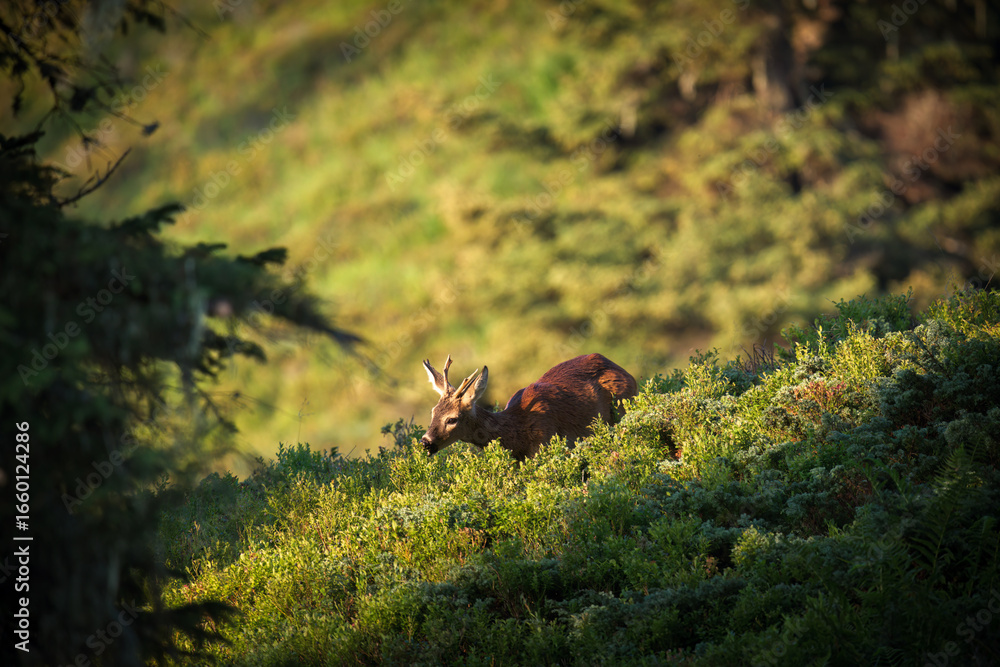 Obraz premium a roe buck yearling on a mountain meadow with juniper and blueberries, at a sunny summer morning