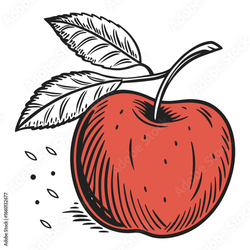Vintage style illustration of a ripe red apple with leaves and seeds