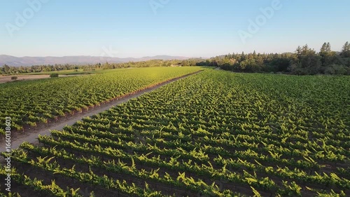  Napa Valley Vineyard at Sunrise — Low aerial flight over lush rows of grapevines in golden morning light