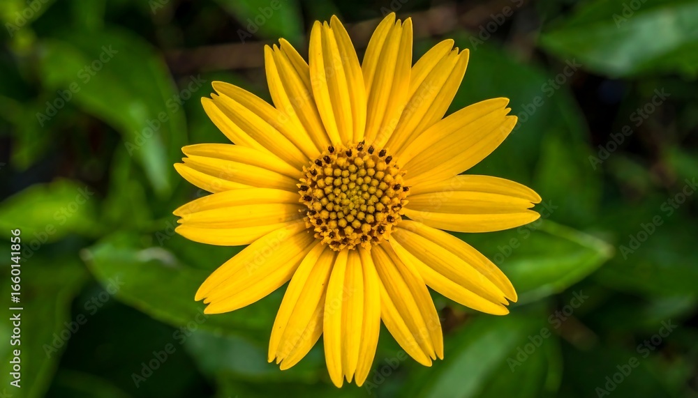 Obraz premium Close-up of a vibrant yellow flower with a detailed center, showcasing its intricate petals against a backdrop of out-of-focus green foliage.