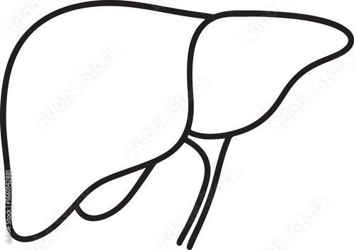 Line drawing of human liver and gallbladder anatomy vector illustration