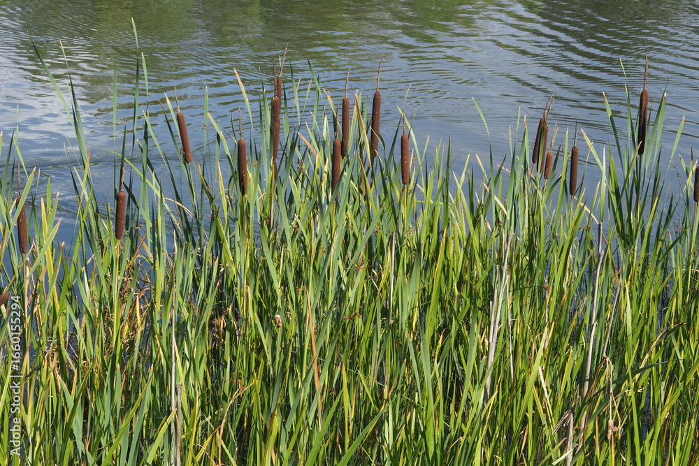 Obraz premium Green reed leaves on the background of a blue lake 