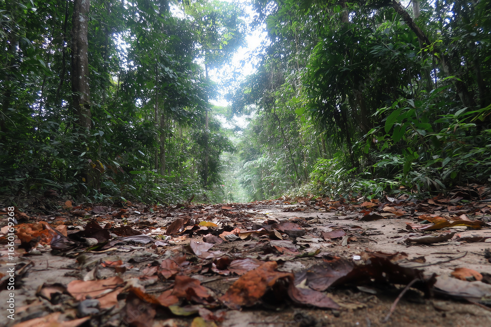 Fototapeta premium dusty road in the middle of a dry forest with fallen leaves