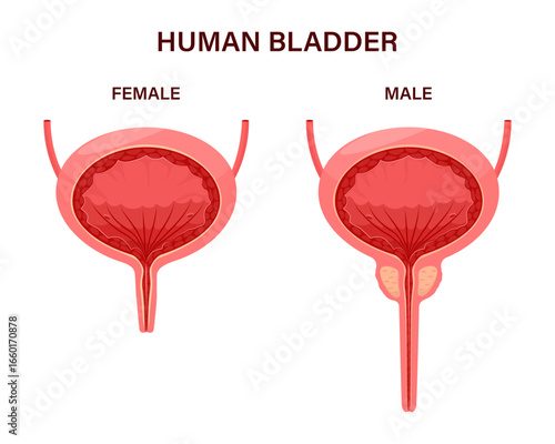 Female and male urinary bladder, urinary system, human bladder anatomy.
