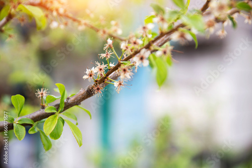 Frozen flowers of a fruit tree in spring. Frost in spring, damage to crops, copy space for text