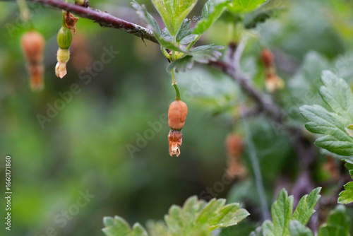 Fotografie Brown rotten and frostbitten gooseberry berries on a bush branch in spring, clos