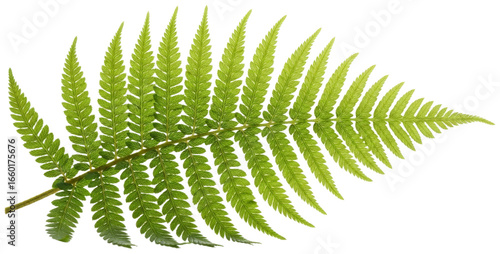 Green fern leaf isolated against a white background, transparent background png