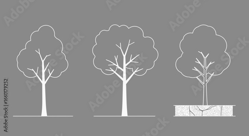 Stylized Trees Illustration Depicting Growth with Visible Root System on Gray Background