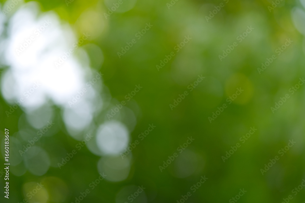 Obraz premium Blurry green and white natural organic background