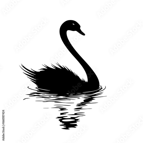 Elegant black swan swimming gracefully in calm waters during early morning light