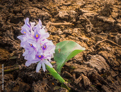A purple water hyacinth flower blooming on dry cracked soil, symbolizing resilience and the greatness of God’s creation.