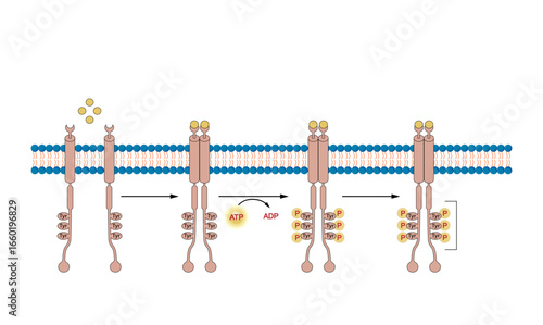 Tyrosine kinase receptor, RTK. Dimerization, phosphorylation, activation. Cell membrane receptors for ligands as growth factors and cytokines. Insulin receptor. Vector illustration.