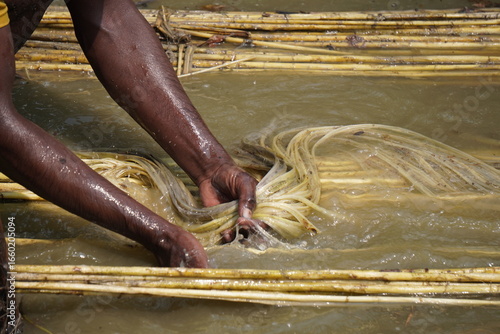 A process of jute fiber extraction, specifically the manual separation of jute fibers from the plant stem after retting