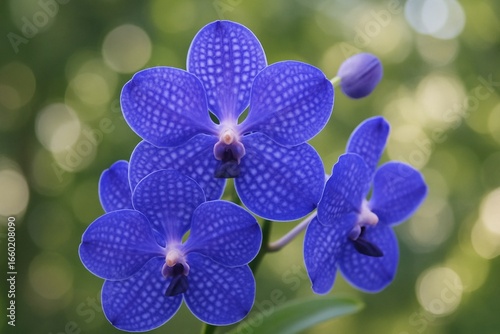 Beautiful Blue Vanda, Latin name is Vanda Coerulea