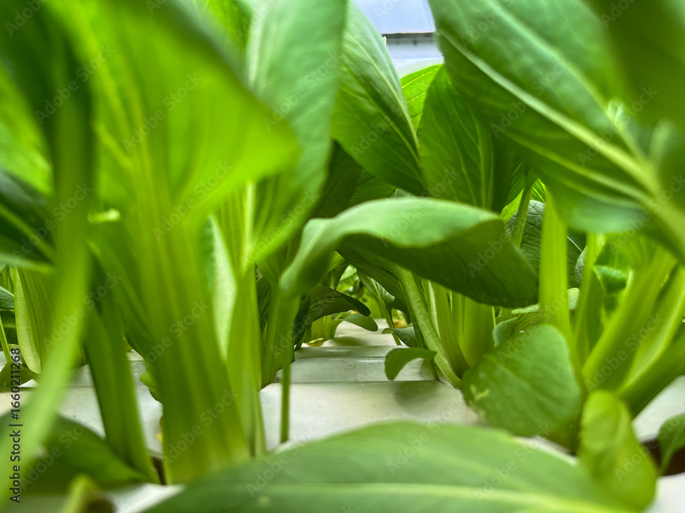 Fototapeta premium Fresh Hydroponic Green Vegetables Growing in Modern Farm System