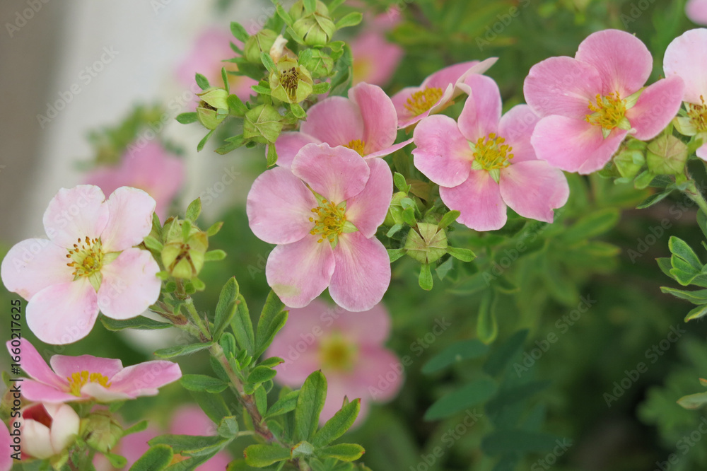 Naklejka premium shrubby lapchatka (Potentilla fruticosa) with pink flowers
