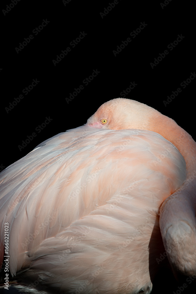 Fototapeta premium Part view of a flamingo bird bend over on itself to relax