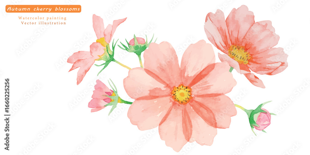 Naklejka premium 水彩で描いたコスモスのベクターイラスト