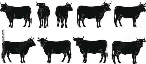 Collection of Bull and Cow Silhouette Vector Illustrations in Standing Poses for Farm, Livestock, Animal Husbandry, and Agriculture Design Projects