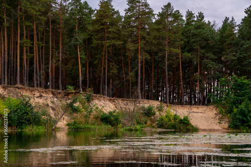 straight, even pine trunks grow densely right up to the edge of the steep river bank