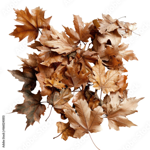 and keyword list based on the image, focusing on the requested elements.. Autumn Leaves Piled Together, Close-up Shot in the Garden