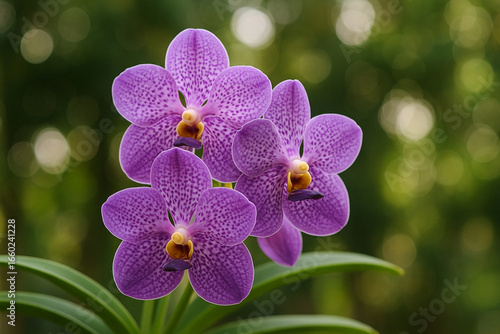 Beautiful Vanda Orchid Serenity with Blur Background