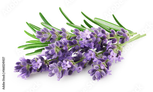 Lavender with leaves isolated on white background