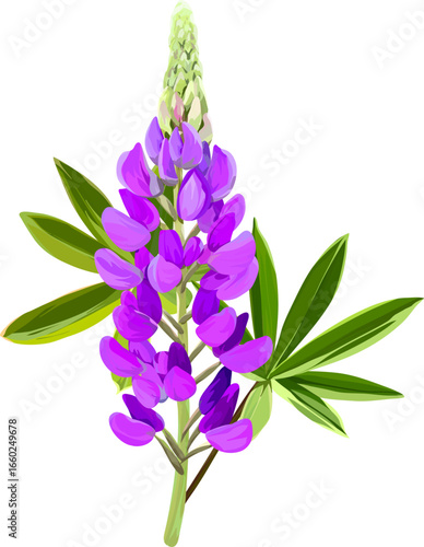 Tableau sur toile Vector flower lupine. Bright summer plant blooming lupine