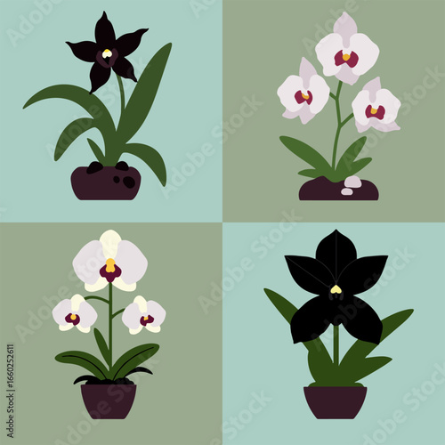 set illustration vector graphic of black and white orchid flowers