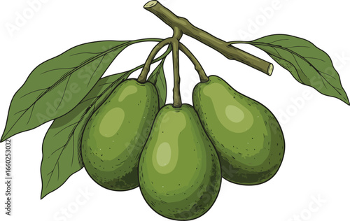 Fresh green avocados on branch with leaves
